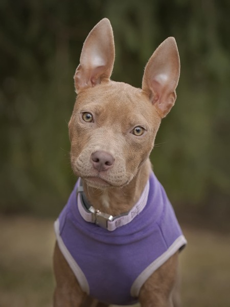 Entry image for Sally Bucket. Clicking this image will show a larger photo