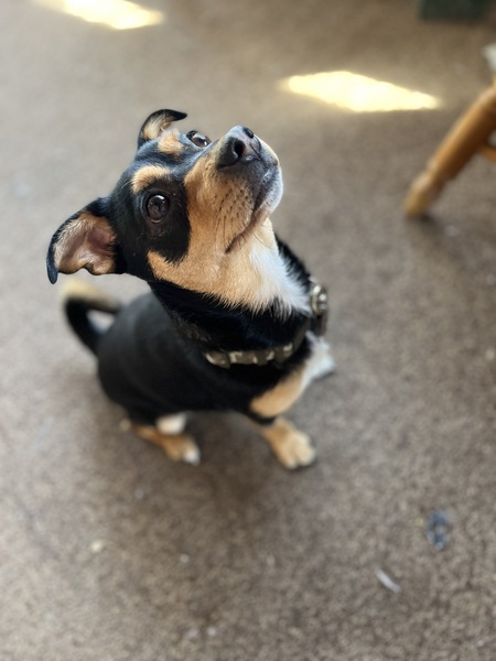 Entry image for Loki. Clicking this image will show a larger photo