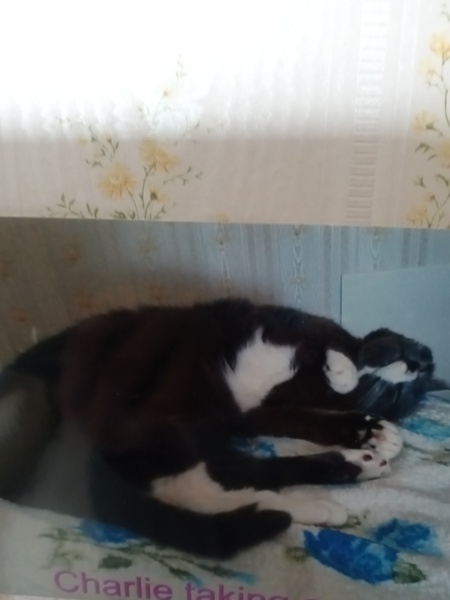 Entry image for Charlie . Clicking this image will show a larger photo