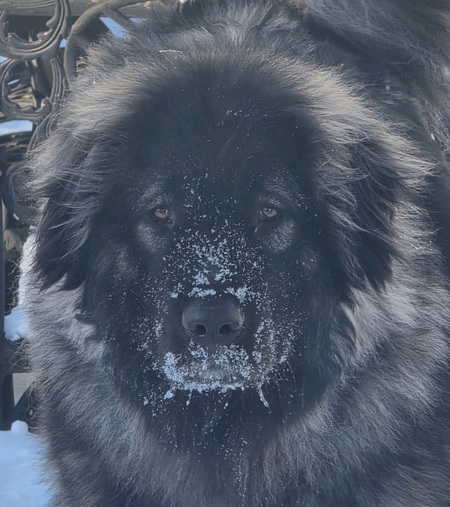 Entry image for Dixie. Clicking this image will show a larger photo