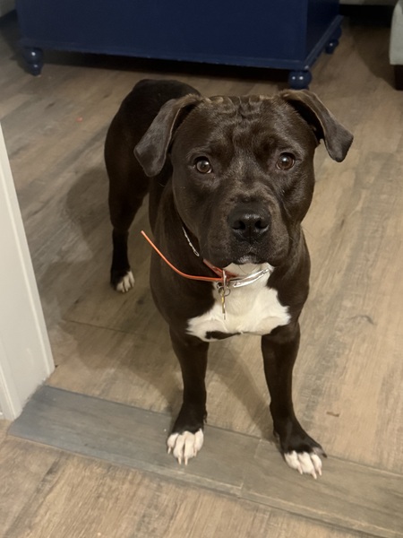 Entry image for Jax. Clicking this image will show a larger photo