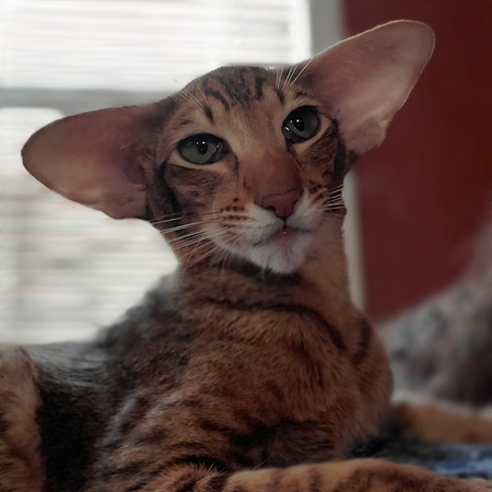 Entry image for Billy. Clicking this image will show a larger photo