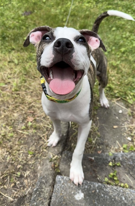 Entry image for Jellybean. Clicking this image will show a larger photo