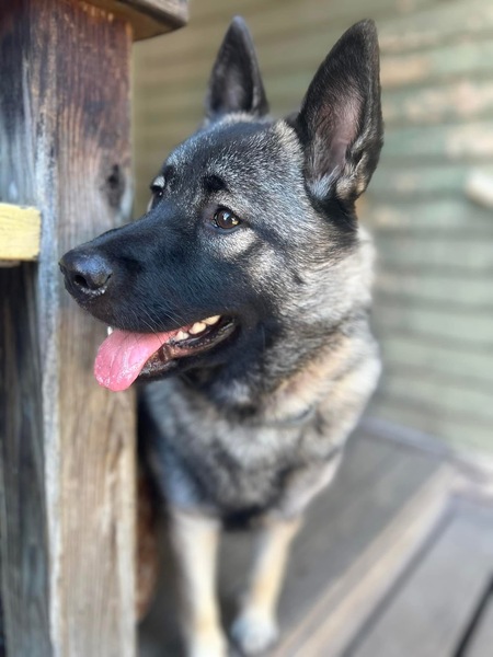 Entry image for Ellie. Clicking this image will show a larger photo