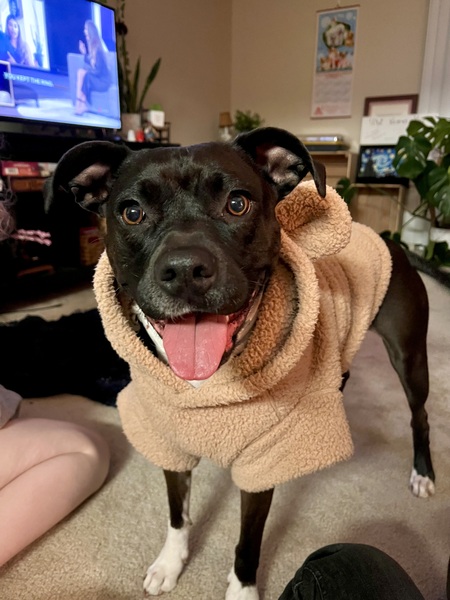 Entry image for Kora. Clicking this image will show a larger photo