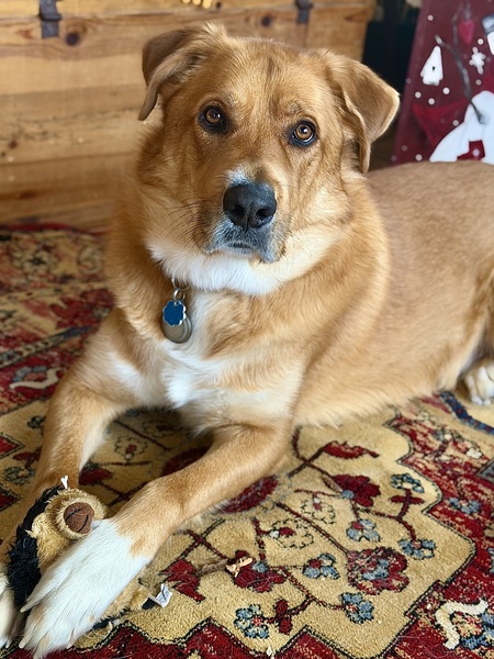 Entry image for Sunny. Clicking this image will show a larger photo