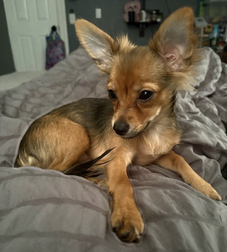 Entry image for Maya. Clicking this image will show a larger photo