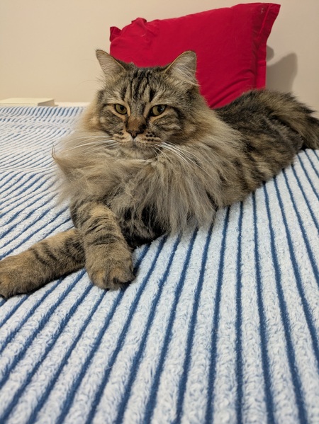 Entry image for Nunu. Clicking this image will show a larger photo