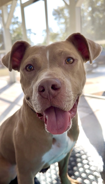 Entry image for Stella. Clicking this image will show a larger photo