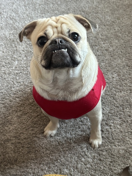 Entry image for Comet . Clicking this image will show a larger photo