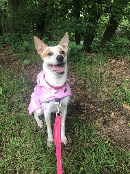 Entry image for Junie B.  Jones. Clicking this image will show a larger photo