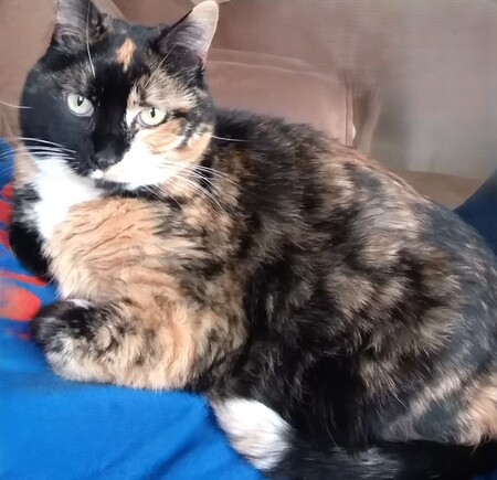 Entry image for Pea-J. Clicking this image will show a larger photo