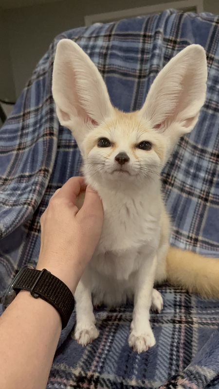 Entry image for Bella. Clicking this image will show a larger photo