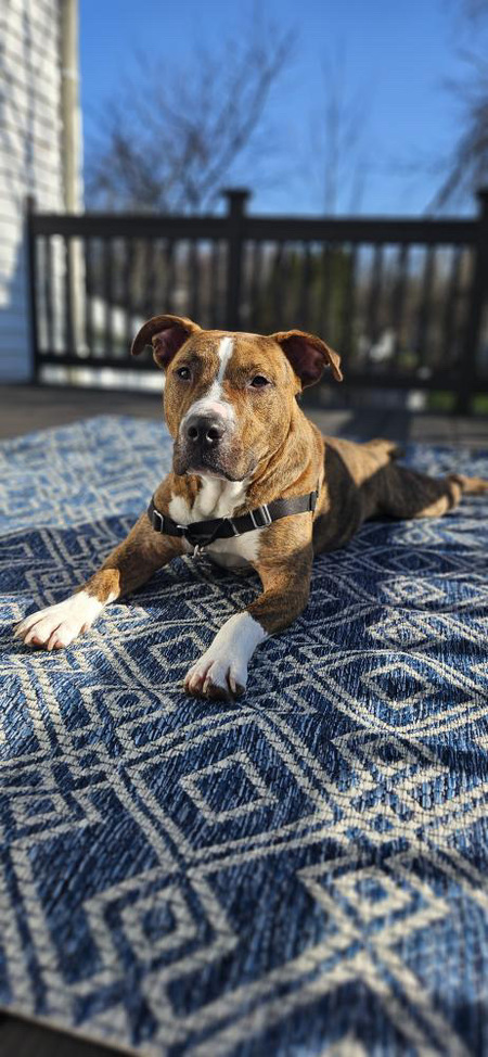 Entry image for Dash. Clicking this image will show a larger photo