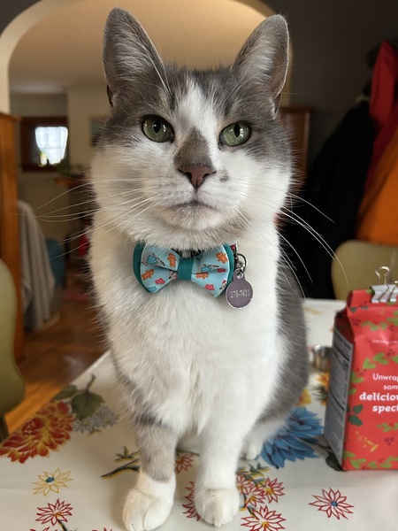 Entry image for Murphy. Clicking this image will show a larger photo