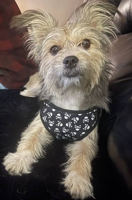 Entry image for Mabel . Clicking this image will show a larger photo