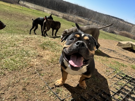 Entry image for Picasso. Clicking this image will show a larger photo