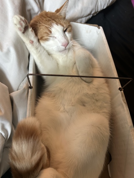 Entry image for Fritz. Clicking this image will show a larger photo