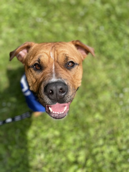 Entry image for Oscar. Clicking this image will show a larger photo