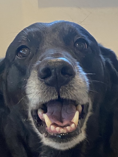 Entry image for Sammy Lou. Clicking this image will show a larger photo