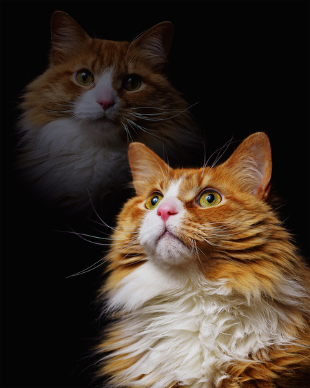 Entry image for Laszlo. Clicking this image will show a larger photo