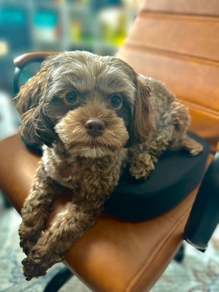 Entry image for Olive. Clicking this image will show a larger photo