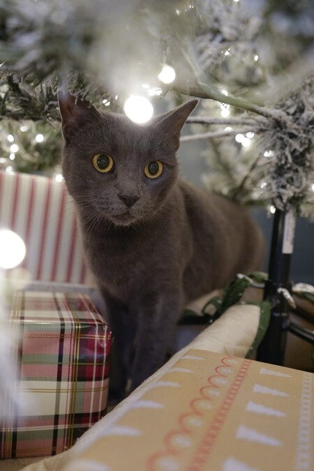 Entry image for Tulip . Clicking this image will show a larger photo