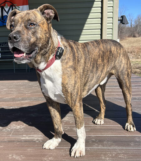 Entry image for Tyke. Clicking this image will show a larger photo