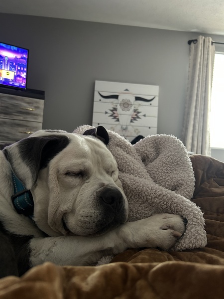 Entry image for Murphy. Clicking this image will show a larger photo