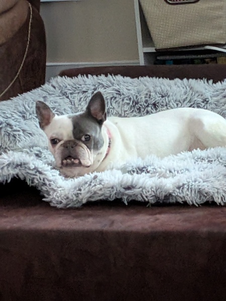 Entry image for Willow. Clicking this image will show a larger photo