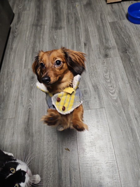 Entry image for Zoie . Clicking this image will show a larger photo