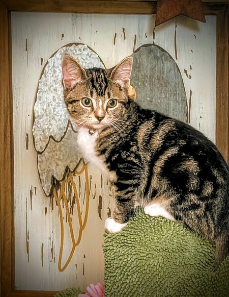 Entry image for Penny. Clicking this image will show a larger photo