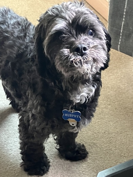 Entry image for Murphy. Clicking this image will show a larger photo