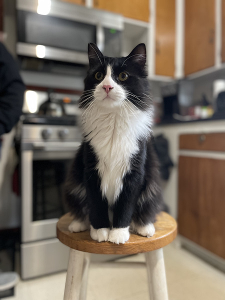 Entry image for Frank B/K/A Tank. Clicking this image will show a larger photo