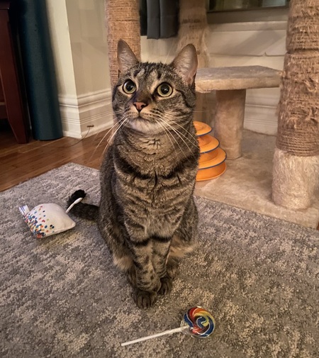 Entry image for Gemma. Clicking this image will show a larger photo