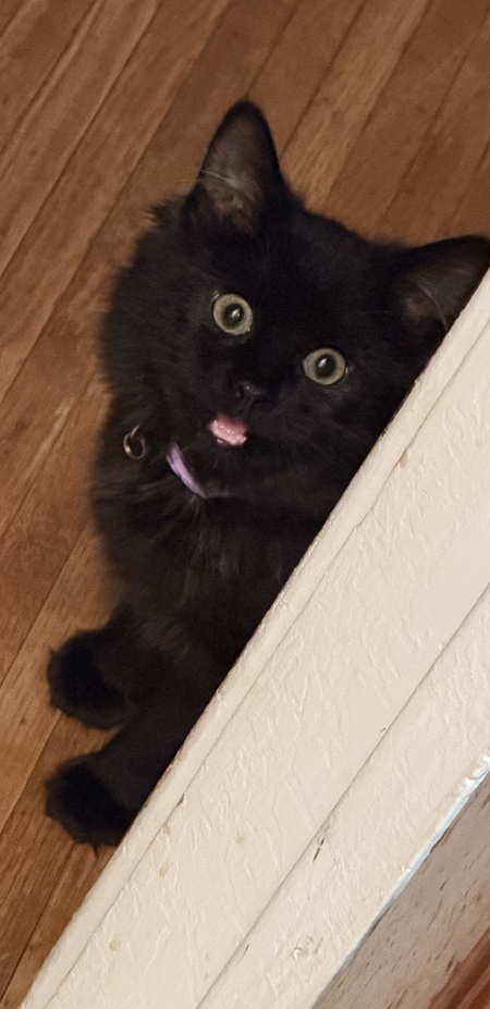 Entry image for Biggs Grace McGregor. Clicking this image will show a larger photo