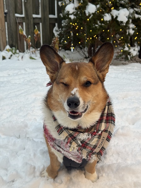 Entry image for Toast . Clicking this image will show a larger photo