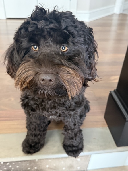 Entry image for Jazzi. Clicking this image will show a larger photo