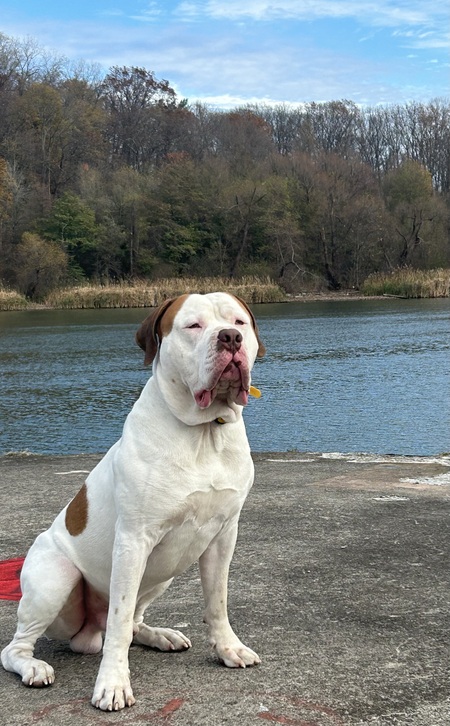 Entry image for Hank the Tank . Clicking this image will show a larger photo