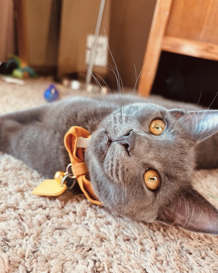 Entry image for Sir Tuna Greygoose Volney (Aka Tuna). Clicking this image will show a larger photo