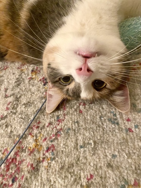 Entry image for Stella. Clicking this image will show a larger photo