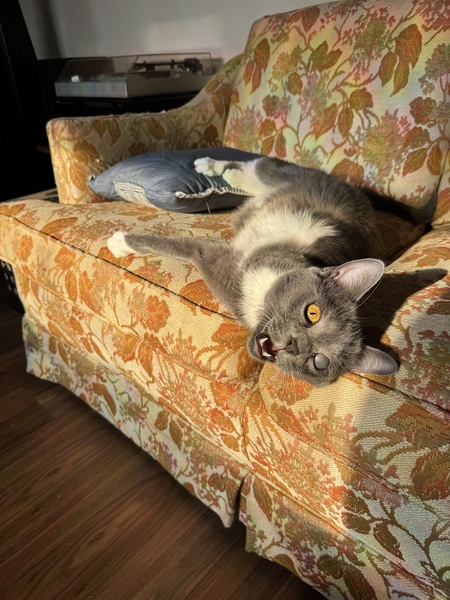 Entry image for 3po. Clicking this image will show a larger photo