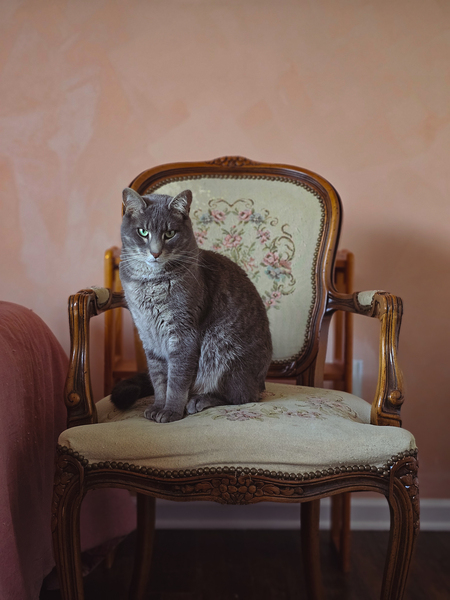 Entry image for Olive. Clicking this image will show a larger photo