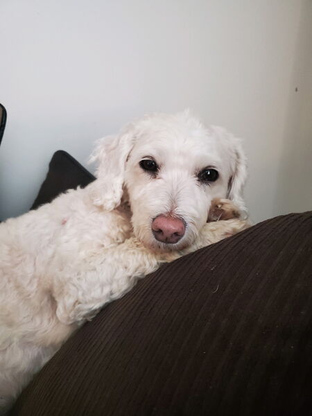 Entry image for Rocky. Clicking this image will show a larger photo