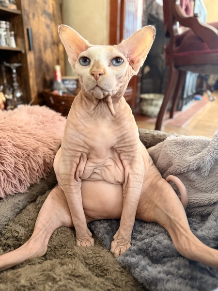 Entry image for Loki. Clicking this image will show a larger photo