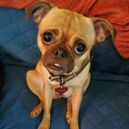 Entry image for Ava. Clicking this image will show a larger photo