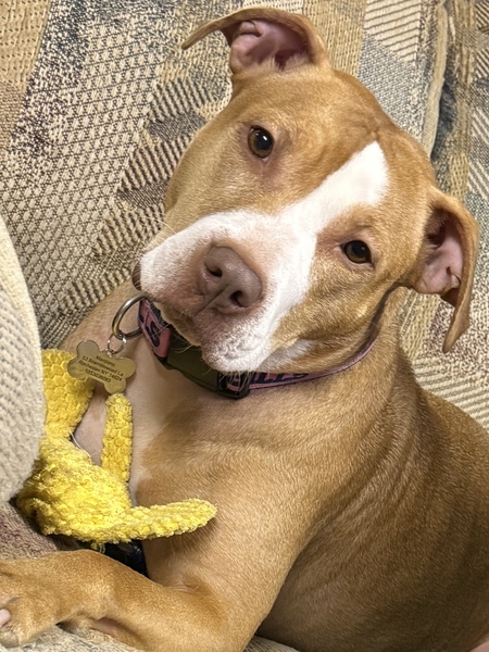 Entry image for Harley. Clicking this image will show a larger photo