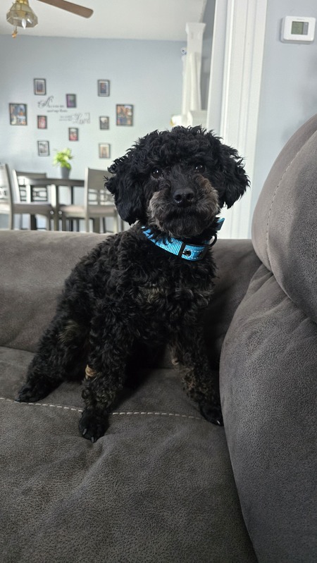 Entry image for Leonardo. Clicking this image will show a larger photo