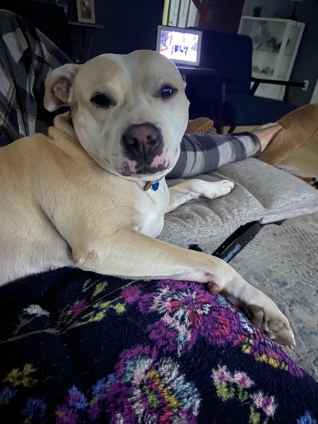 Entry image for Mia. Clicking this image will show a larger photo