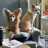 Entry image for Buster and Daisy